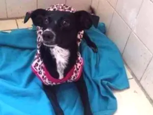 Cachorro raça SRD idade 1 ano nome Gracinha