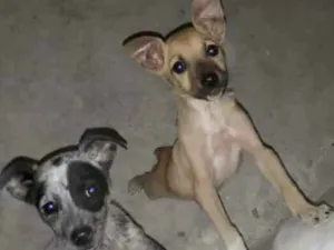 Cachorro raça Sem raca idade 2 a 6 meses nome Nao tem nome