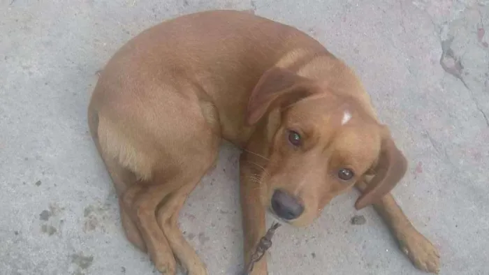 Cachorro ra a Não Especificado idade 1 ano nome Guerreiro