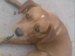 Cachorro raça Não Especificado idade 1 ano nome Guerreiro