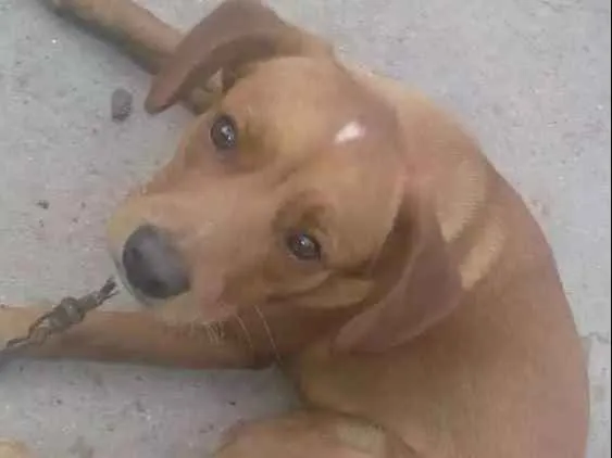 Cachorro ra a Não Especificado idade 1 ano nome Guerreiro