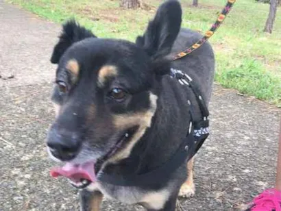 Cachorro raça vira lata idade 6 ou mais anos nome Marllon