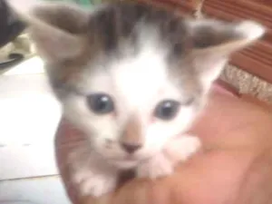 Gato raça Sem raça definida idade 2 a 6 meses nome Sem nome