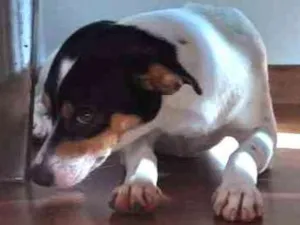 Cachorro raça Vira lata idade 7 a 11 meses nome Belinha