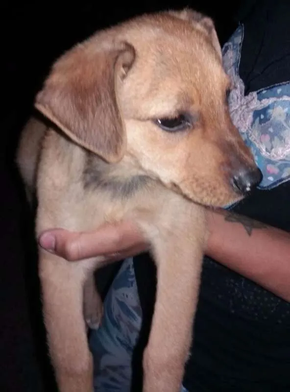 Cachorro ra a SRD idade 2 a 6 meses nome Léia