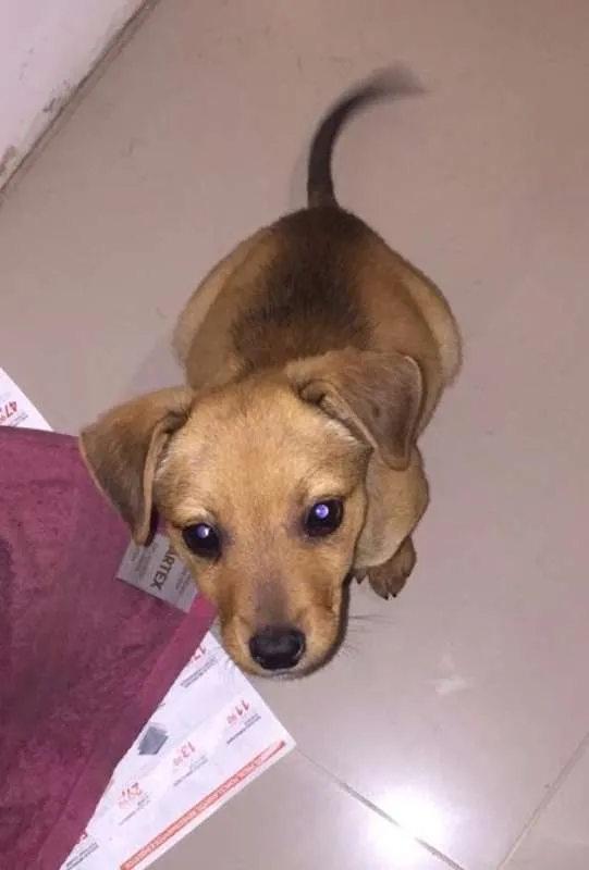 Cachorro ra a SRD idade 2 a 6 meses nome Léia