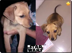 Cachorro raça SRD idade 2 a 6 meses nome Léia