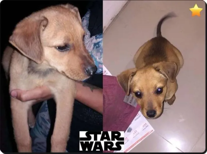 Cachorro ra a SRD idade 2 a 6 meses nome Léia