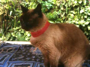 Gato raça SRD idade 6 ou mais anos nome Blanka
