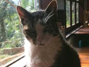 Gato raça felina idade 6 ou mais anos nome Pilantra