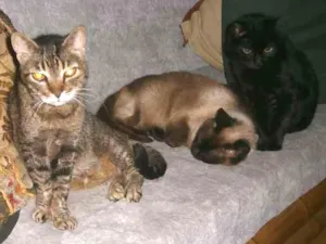 Gato raça felina idade 6 ou mais anos nome Tigresa