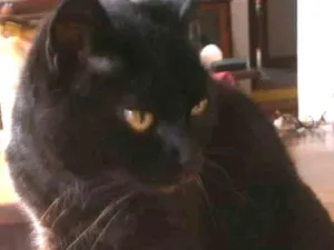 Gato raça felina idade 6 ou mais anos nome Gatuna
