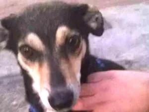 Cachorro raça SRD idade 3 anos nome sem nome