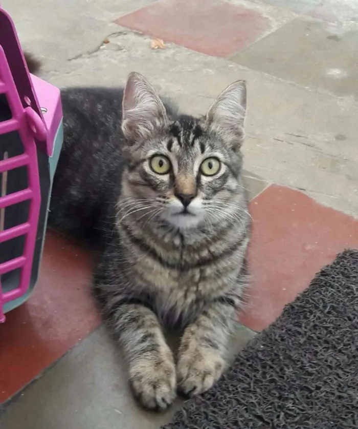 Gato raça Mista idade 2 a 6 meses nome Lobinho