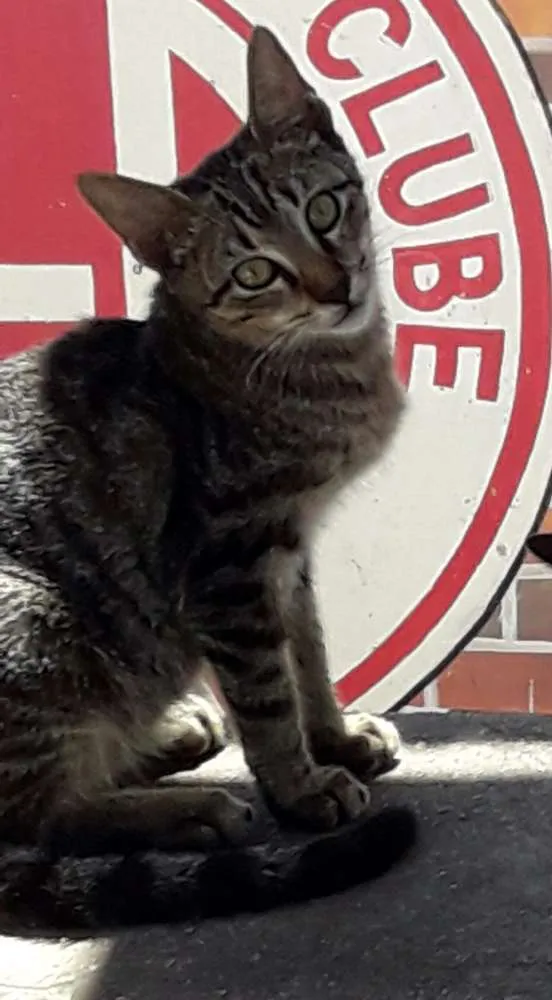Gato raça Comum idade 2 a 6 meses nome Palito