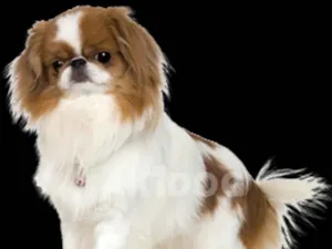 Cachorro raça spaniel japones idade 2 a 6 meses nome chin