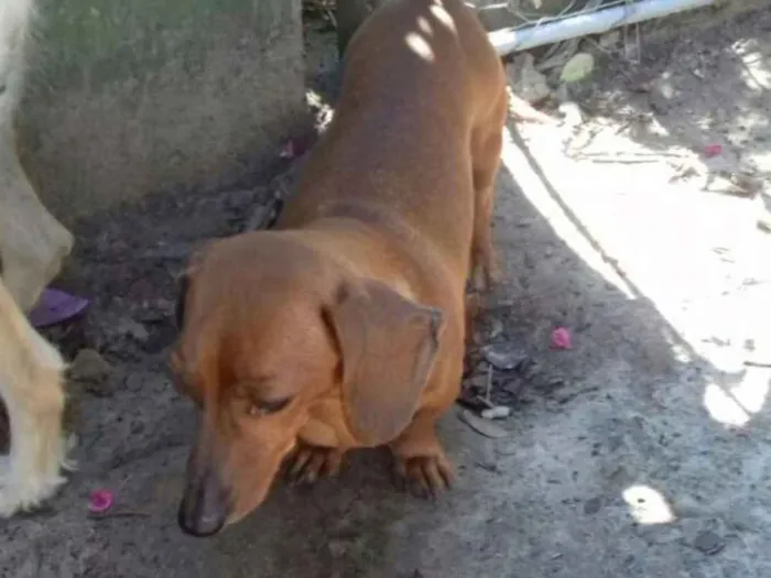 Cachorro ra a Dachshund ( salsichinha) idade 2 anos nome Belinha e lindinha