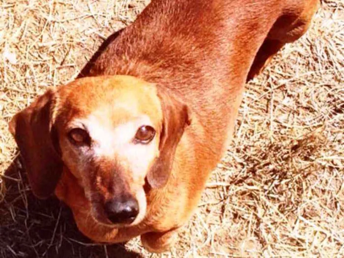 Cachorro ra a Dachshund ( salsichinha) idade 2 anos nome Belinha e lindinha