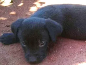 Cachorro raça labrador idade 2 a 6 meses nome princesa