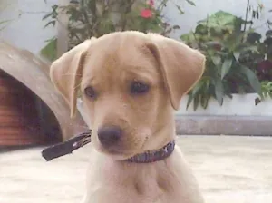 Cachorro raça SRD idade 2 anos nome ISABELI