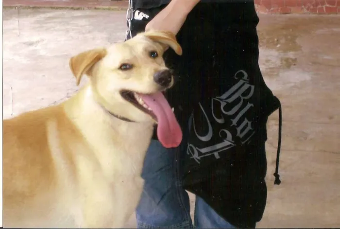 Cachorro ra a SRD idade 3 anos nome Barão