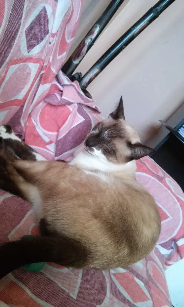 Gato ra a Siamês misturado com vira lata idade 1 ano nome Guachini
