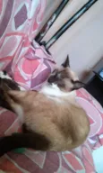 Guachini