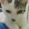 soneca