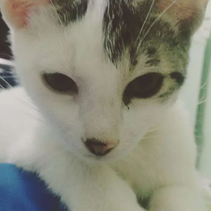 Gato ra a mestiço idade 1 ano nome soneca