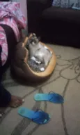 Guachini