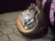Guachini