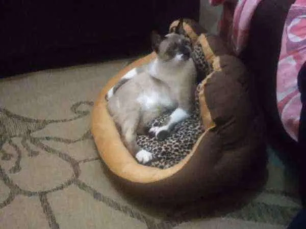 Gato ra a Siamês misturado com vira lata idade 1 ano nome Guachini
