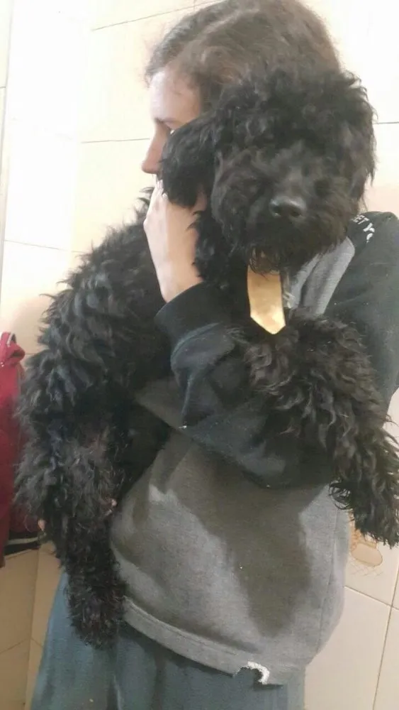 Cachorro ra a Poodle mestiço idade 7 a 11 meses nome Luckie 