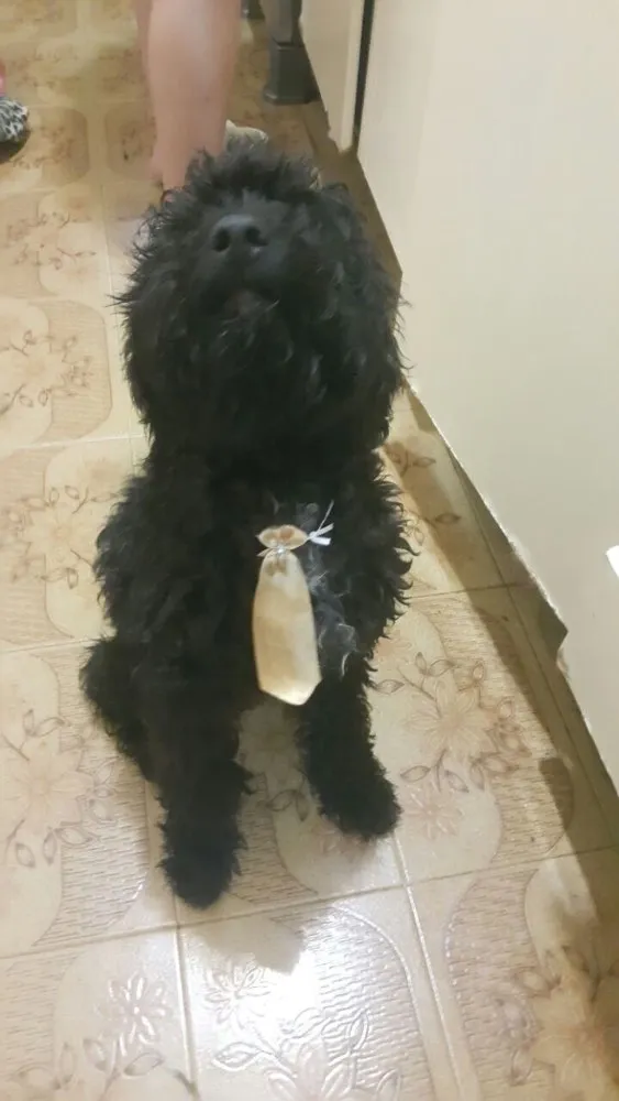 Cachorro ra a Poodle mestiço idade 7 a 11 meses nome Luckie 