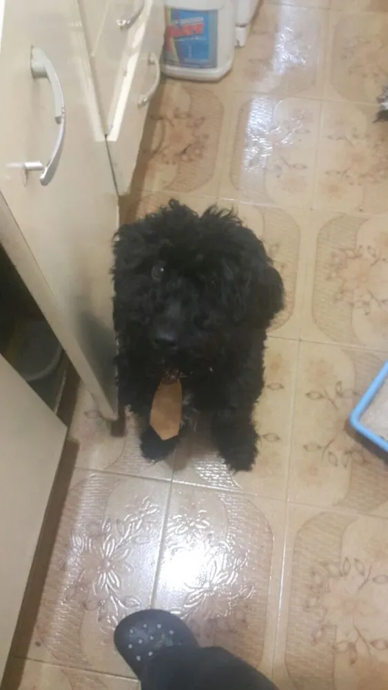 Cachorro ra a Poodle mestiço idade 7 a 11 meses nome Luckie 
