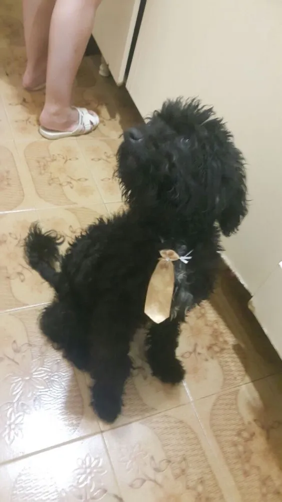 Cachorro ra a Poodle mestiço idade 7 a 11 meses nome Luckie 