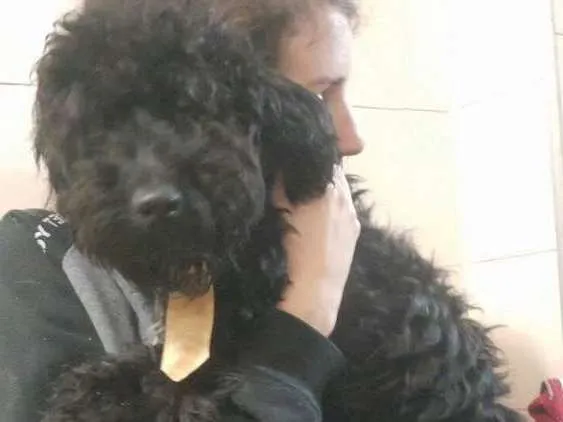 Cachorro ra a Poodle mestiço idade 7 a 11 meses nome Luckie 
