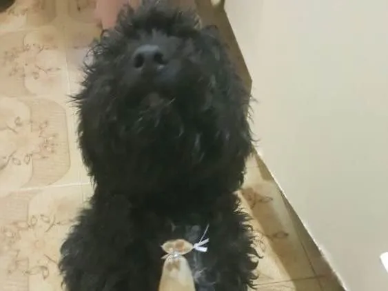 Cachorro ra a Poodle mestiço idade 7 a 11 meses nome Luckie 