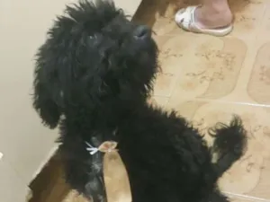 Cachorro raça Poodle mestiço idade 7 a 11 meses nome Luckie 