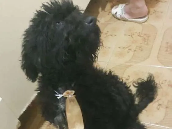 Cachorro ra a Poodle mestiço idade 7 a 11 meses nome Luckie 