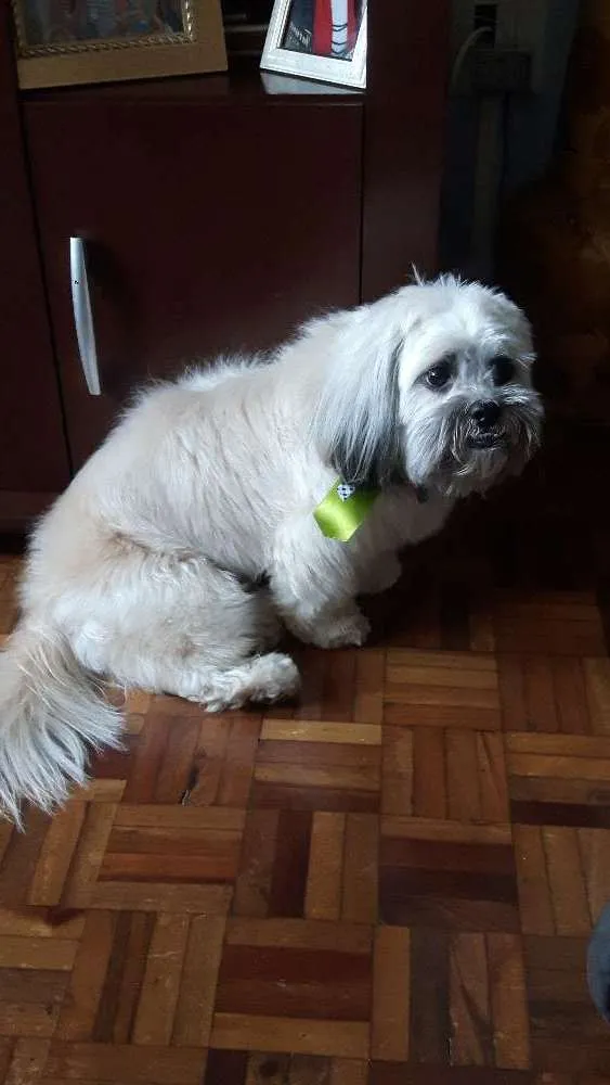 Cachorro ra a Lhasa apso idade 2 anos nome Saymon