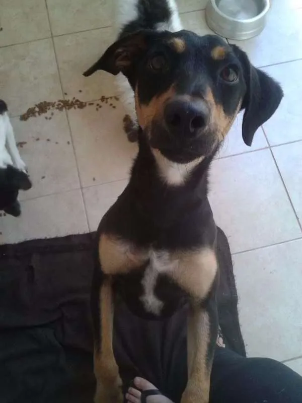 Cachorro ra a srd idade  nome Nina