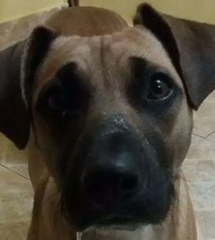 Cachorro ra a srd idade  nome Dhara