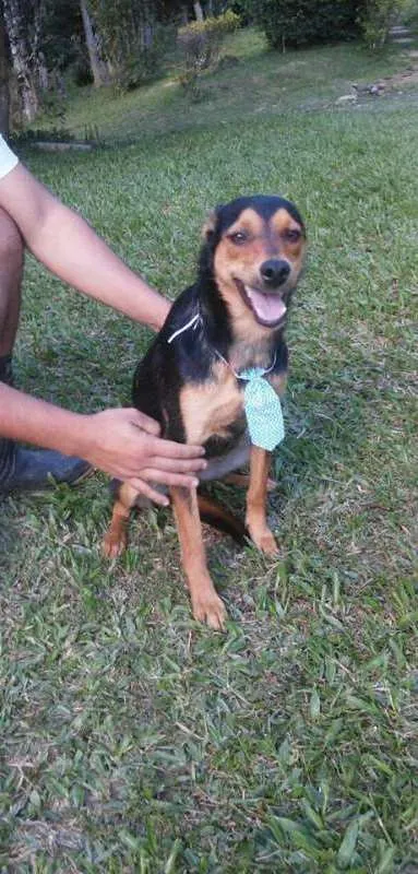 Cachorro ra a srd idade  nome Risadinha