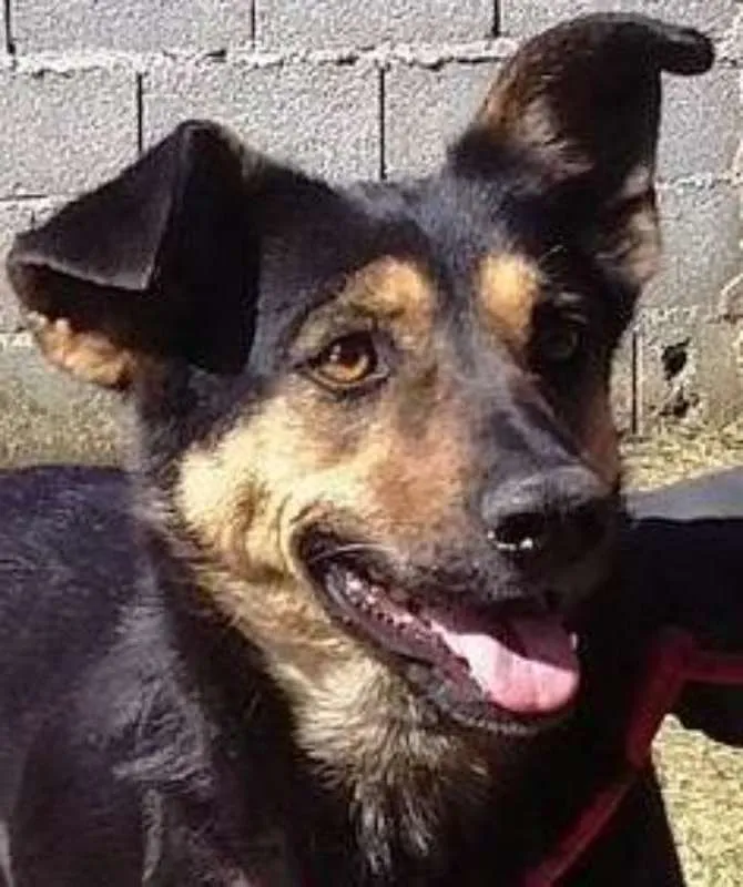 Cachorro ra a srd idade 4 anos nome Sissy