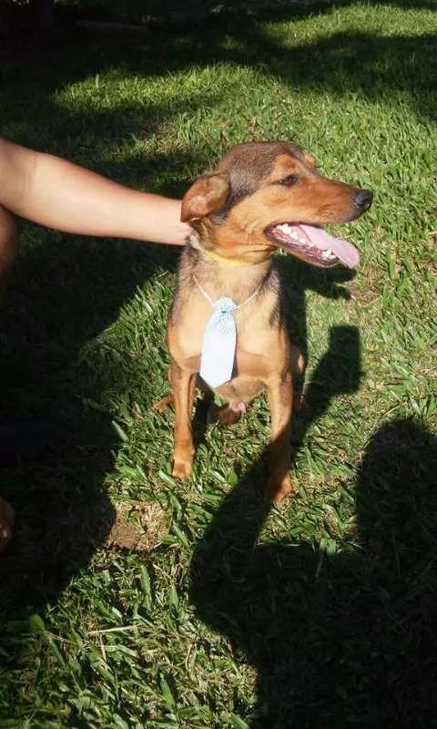 Cachorro ra a srd idade  nome Pitchuco