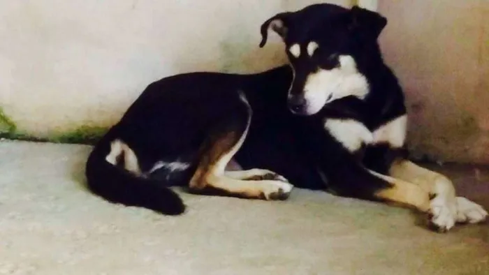 Cachorro ra a srd idade  nome Valente