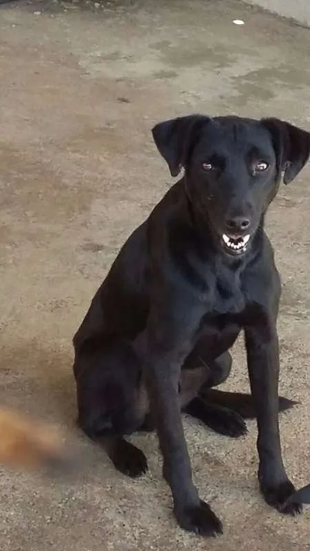 Cachorro ra a srd idade  nome Vitor