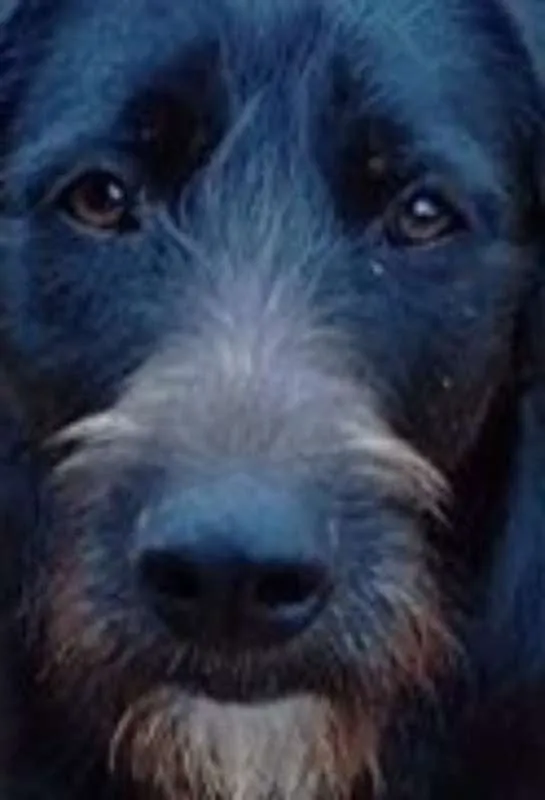Cachorro ra a srd idade  nome Gaspar