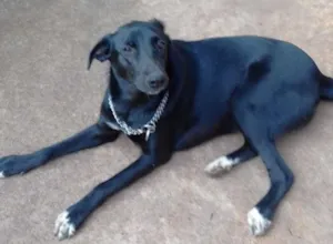 Cachorro raça sr idade  nome Judith